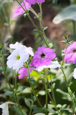 Bindweed. Konvolvulus arvensis çiçekleri.