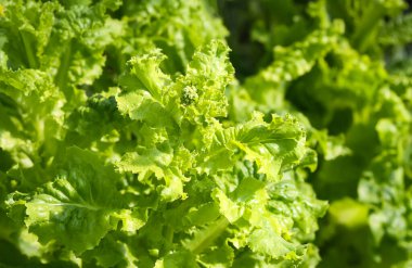 Yeşil salata güneş ışığında arkaplanı terk eder.