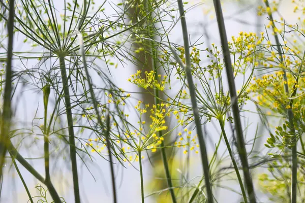 stock image Dill aromatic fresh herbs grow in greenhouse. Vegetarian homegrown food ingredients.