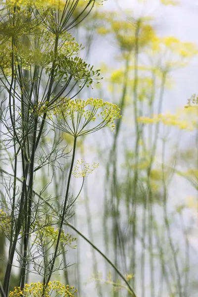 stock image Dill aromatic fresh herbs grow in greenhouse. Vegetarian homegrown food ingredients.