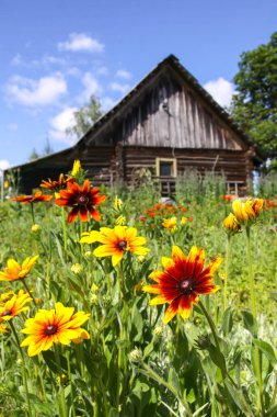 Rudbeckia Hiro bahçedeki sarı çiçekler. Çiçek mevsiminde siyah gözlü Susan bitkileri.