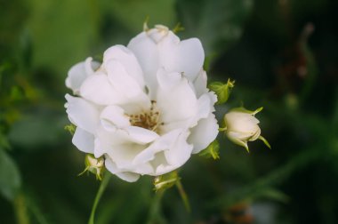 Narin, güzel kokulu ve narin beyaz gül çiçek açmış bir yaz bahçesinde..