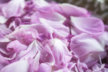 Bitki çayı veya kozmetik ürünler için pembe gül yaprakları.