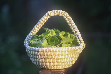 Islak, yeşil, frenk üzümü yaprakları sepette. Doğal gıda malzemeleri..