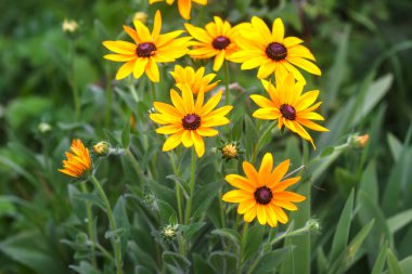 Rudbeckia Hiro bahçedeki sarı çiçekler. Çiçek mevsiminde siyah gözlü Susan bitkileri.