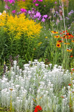 Rudbeckia Hiro bahçedeki sarı çiçekler. Çiçek mevsiminde siyah gözlü Susan bitkileri.