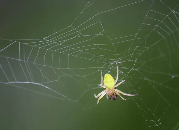 stock image A spider on a web on a blurred green background.