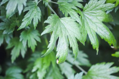 Leonurus sibiricus veya anaç otlar bitkisi.