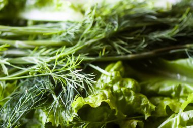 Taze dereotu. Taze bitkiler. Doğal gıda malzemeleri..