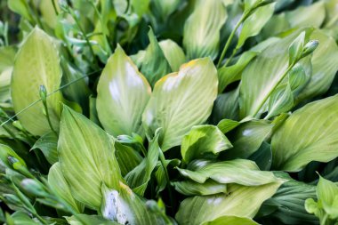 Yeşil hosta arka plandan ayrılıyor. Süslü bitki.