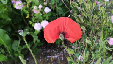 Kırmızı Gelincik Çiçekleri Kapatın.