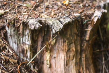 Vahşi bir ormanda hayvan yuvası.