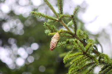 Vahşi ormanda firavun ağaçları. Yaz mevsimi.