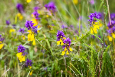 Bir tarlada Melampyrum nemorosum çiçekleri.