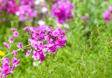 Çiçek açan fenikulata bahçe çiçekleri.