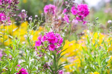 Çiçek açan fenikulata bahçe çiçekleri.