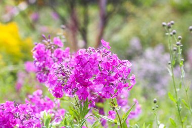 Blooming phlox paniculata garden flowers. clipart