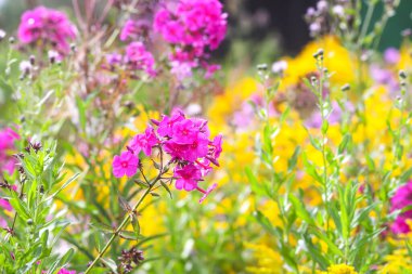 Çiçek açan fenikulata bahçe çiçekleri.