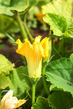 Modern serada salatalık sarısı çiçek.