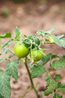 Domates bitkileri serada yetişiyor. Organik sebze bahçesinde doğal yetiştirilmiş sebzeler.