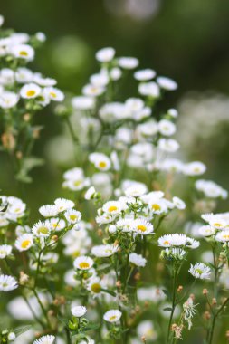 Bahçede küçük beyaz çiçekler gün ışığında.