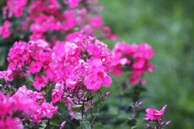 Çiçek açan fenikulata bahçe çiçekleri.