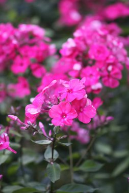 Çiçek açan fenikulata bahçe çiçekleri.