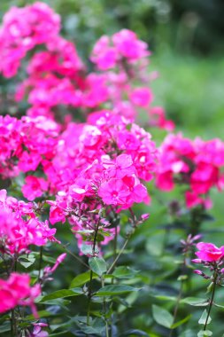 Çiçek açan fenikulata bahçe çiçekleri.