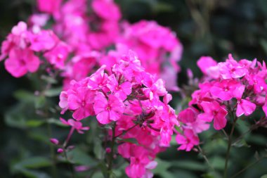 Çiçek açan fenikulata bahçe çiçekleri.