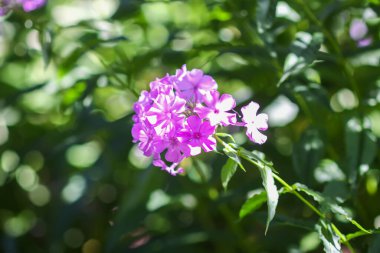 Çiçek açan fenikulata bahçe çiçekleri.