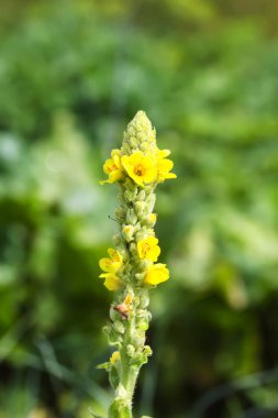 Büyük Mullein çiçeği ya da Verbascum thapsus bir bahçede.