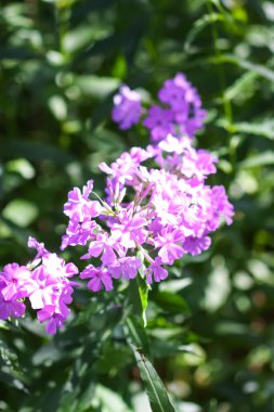 Çiçek açan fenikulata bahçe çiçekleri.