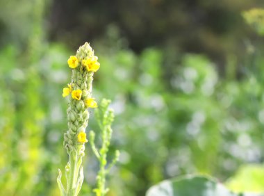 Flower of great mullein or Verbascum thapsus in a garden. clipart