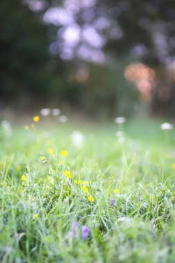 Çimenli ve çiçekli yaz tarlası. Kırsal kesimde doğa.