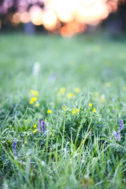 Çimenli ve çiçekli yaz tarlası. Kırsal kesimde doğa.