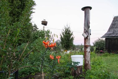 Turuncu zambak çiçeği kırsal bir alanda otantik bir lavabo ile yetişir..