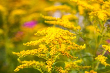 Solidago dev çayı ya da çiçek mevsiminde Goldenrod bitkisi.