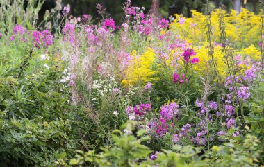 Yaz doğası detayları. Bahçe bitkileri.
