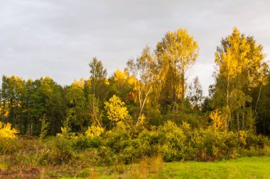 Letonya 'nın kırsal kesiminde yaz manzarası.