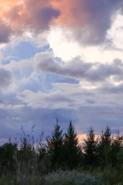Letonya 'nın kırsal kesiminde yaz manzarası.