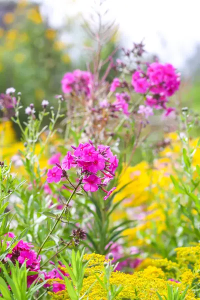 Çiçek açan fenikulata bahçe çiçekleri.