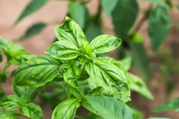 Yeşil organik fesleğen bitkileri toprakta yetişir.