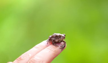 İnsan eliyle küçük bir kurbağa..