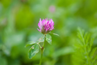 Yaz çayırında kır çiçekleri. Pembe yonca tıbbi tesisi.