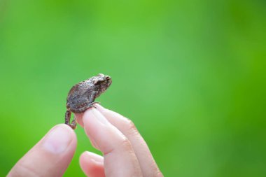 İnsan eliyle küçük bir kurbağa..