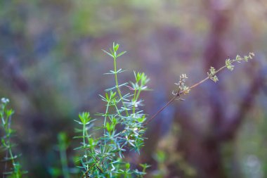 üzerine yaz çayır kır çiçekleri.
