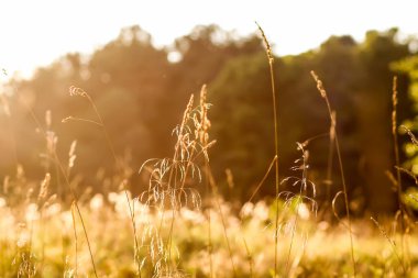 Günbatımı ışığında sakin bir sonbahar doğası..