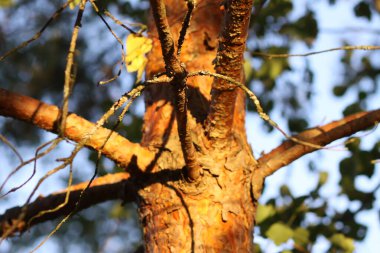 Günbatımı ışığıyla aydınlatılan ağaçlarla dolu sakin bir sonbahar arka planı..