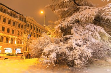 Riga, Letonya 'da karla kaplı büyük bir ağaç. Noel 'den önce bir kış sezonunda.