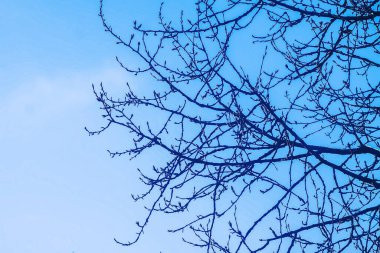 Mavi bir arkaplanda çıplak ağaç dalları